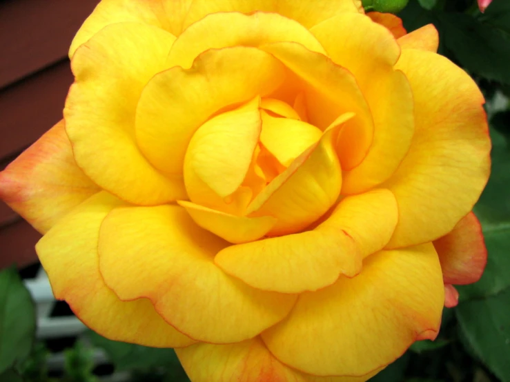 the center of a yellow rose that is in bloom