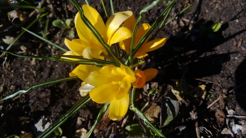 a bunch of yellow flowers grow out of the ground