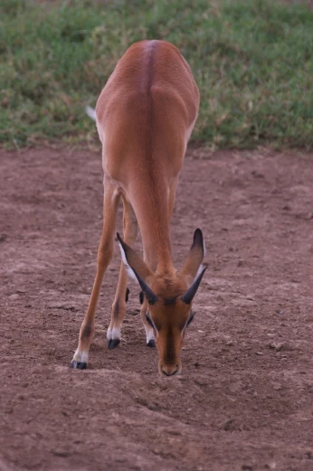 a small gazelle with large horns standing in the dirt