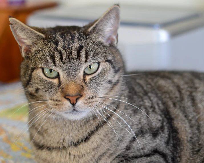 a gray and black cat staring to the side