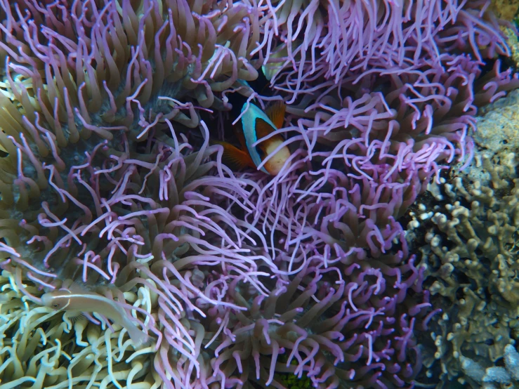 a colorful clown fish swims in the ocean