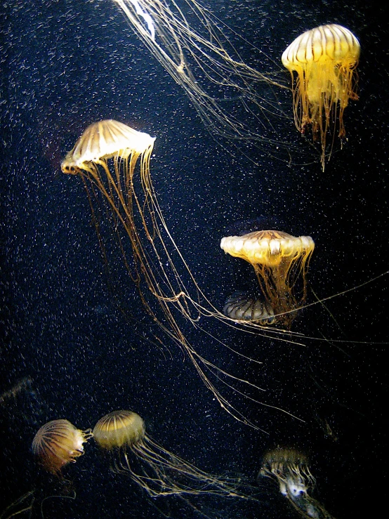 several jelly fish swimming in the ocean at night