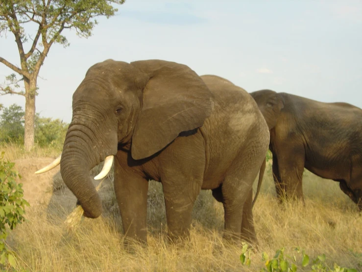 two elephants in the wild grazing on grass