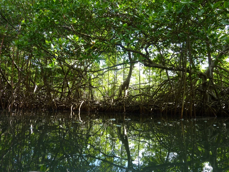 several plants and trees growing over water in the forest