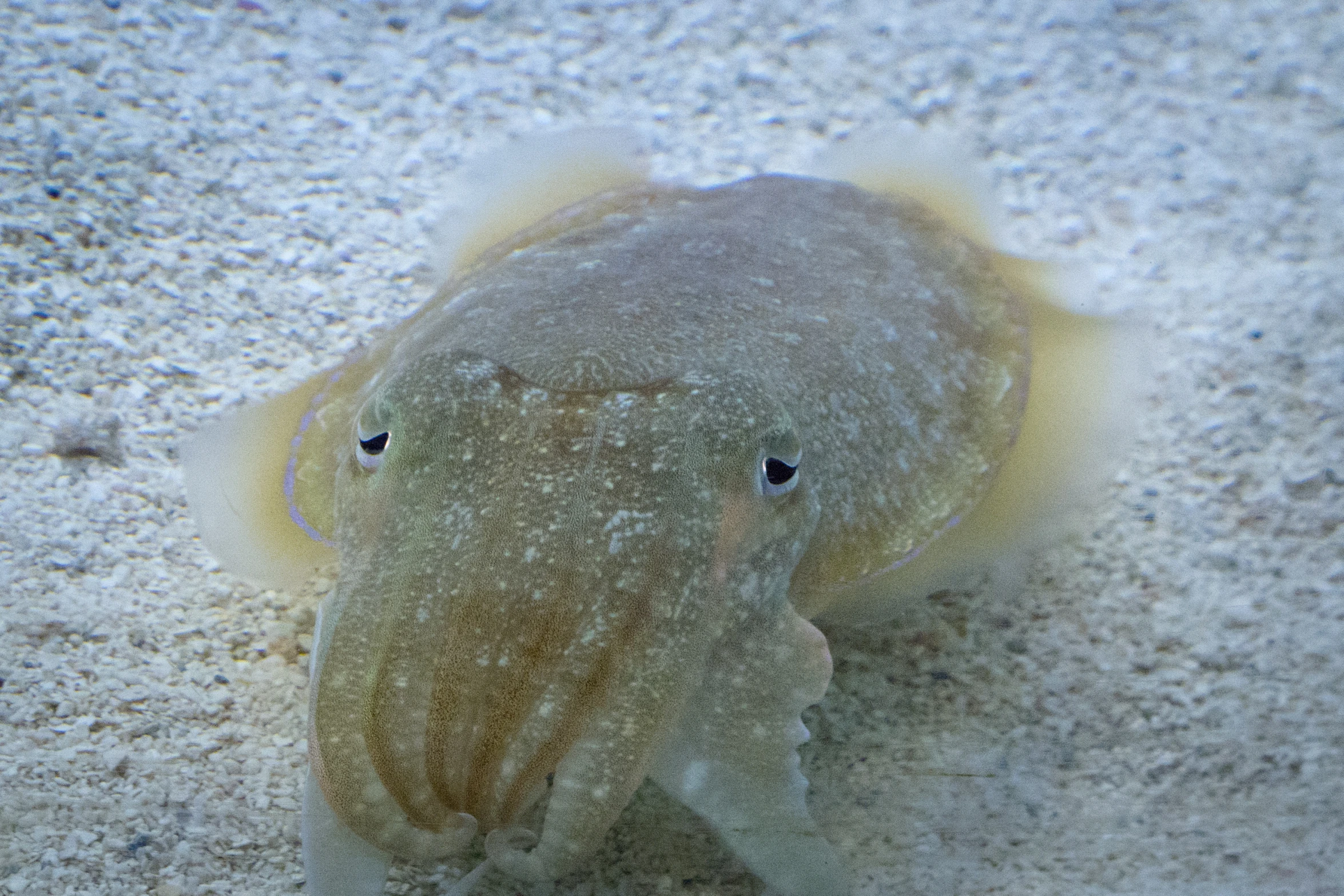 a stuffed animal has two eyes on the surface