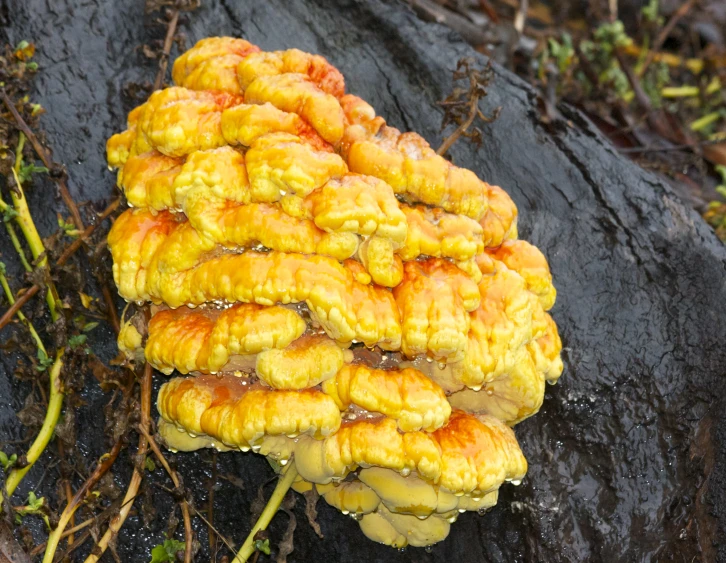 yellow mushrooms are growing on the rock outside