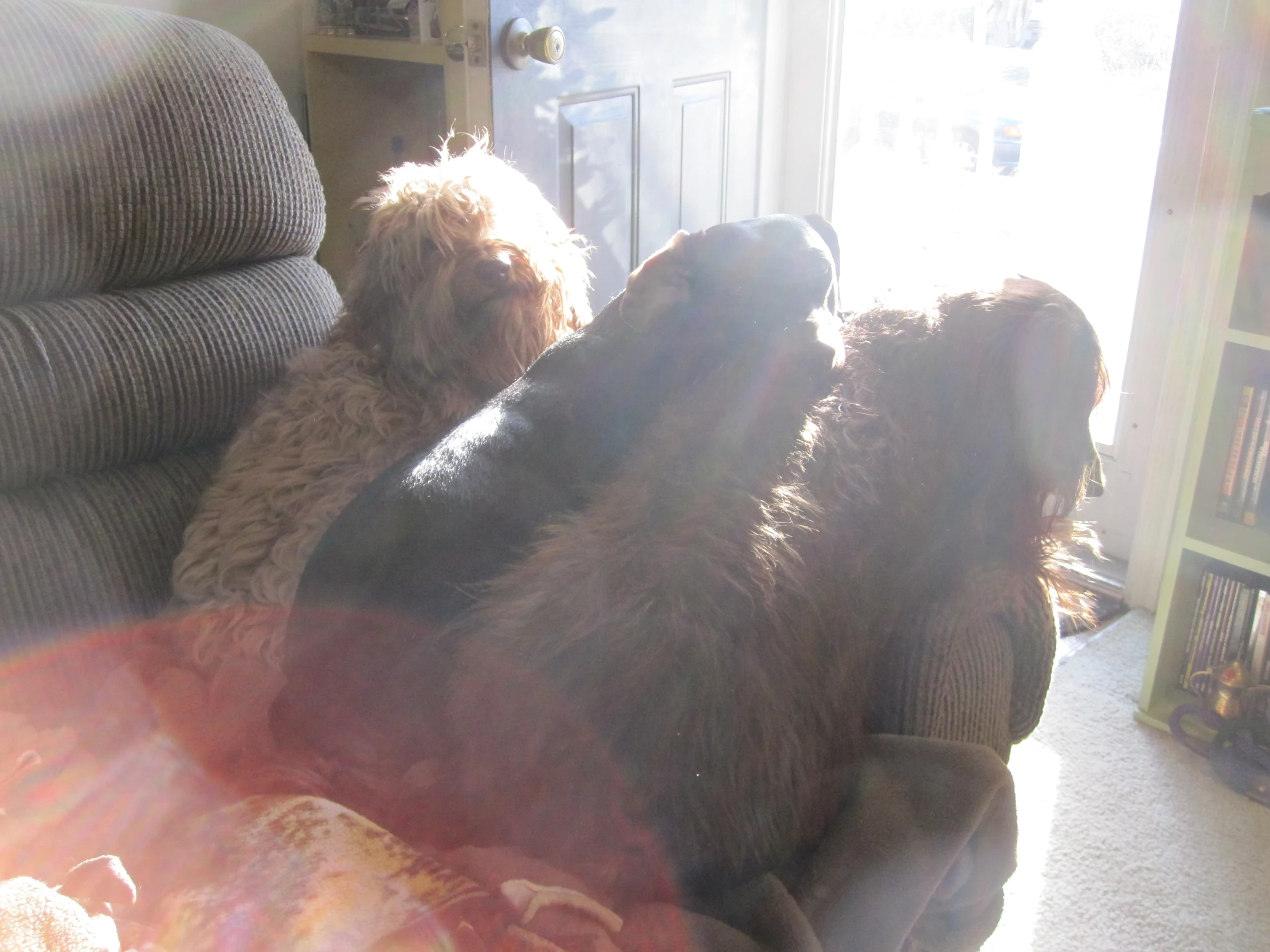 two dogs sitting on the back of a couch