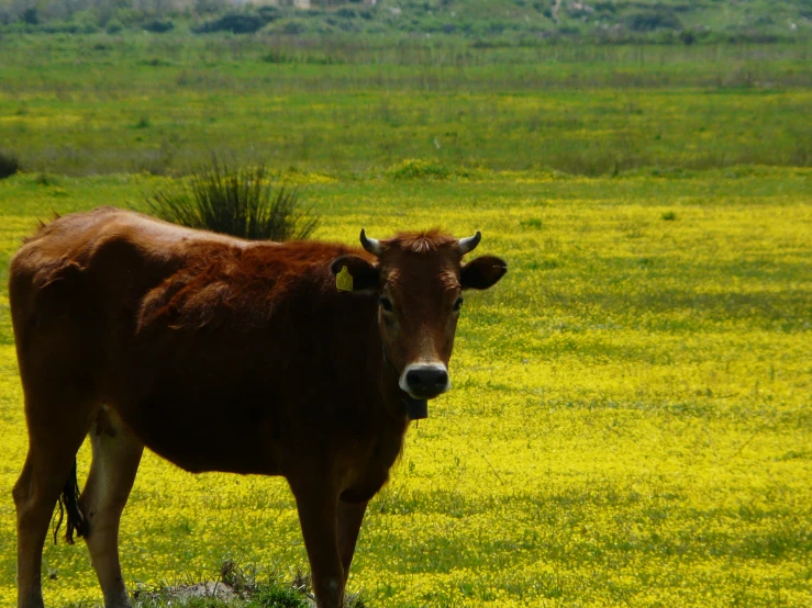 cow standing still in an open field staring at the camera