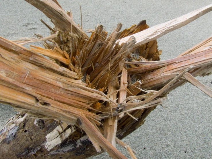 some pieces of driftwood are laying on the beach