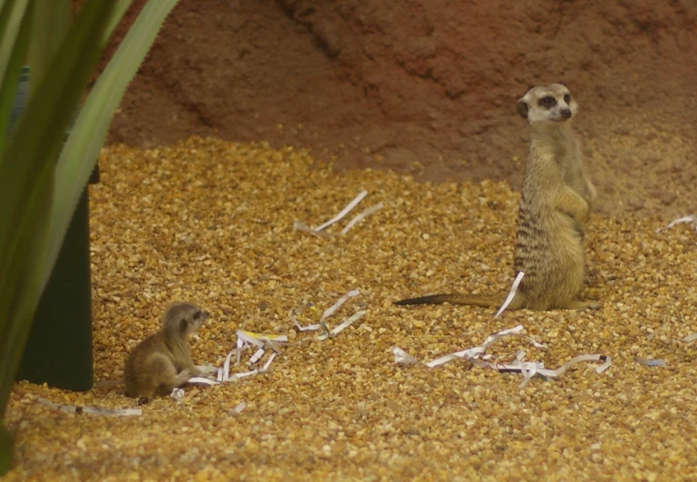 a couple of animals that are standing in some dirt