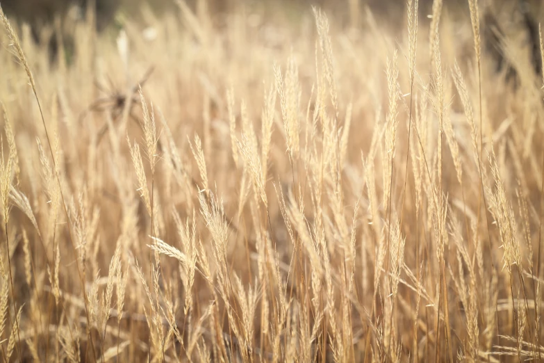 there is an image of some dry grasses in the field