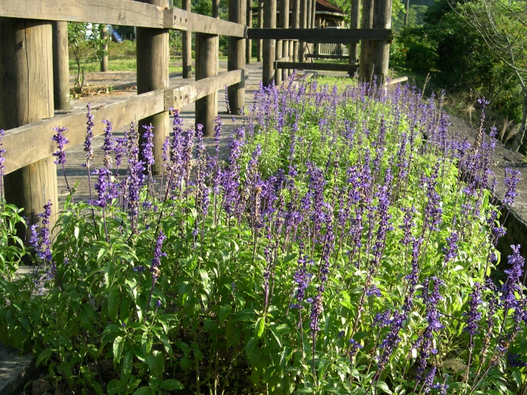 a wooden fence surrounding purple flowers by the water