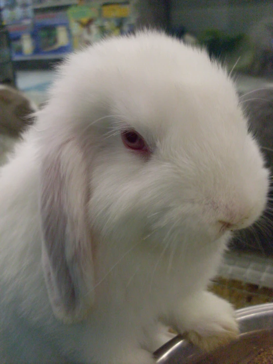 a white rabbit is sitting in a glass bowl