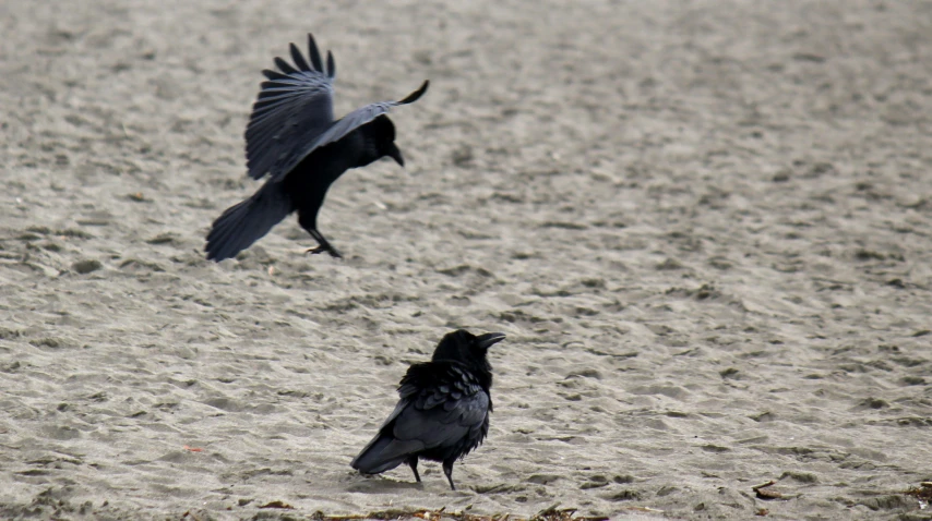 two birds flying around on the sand