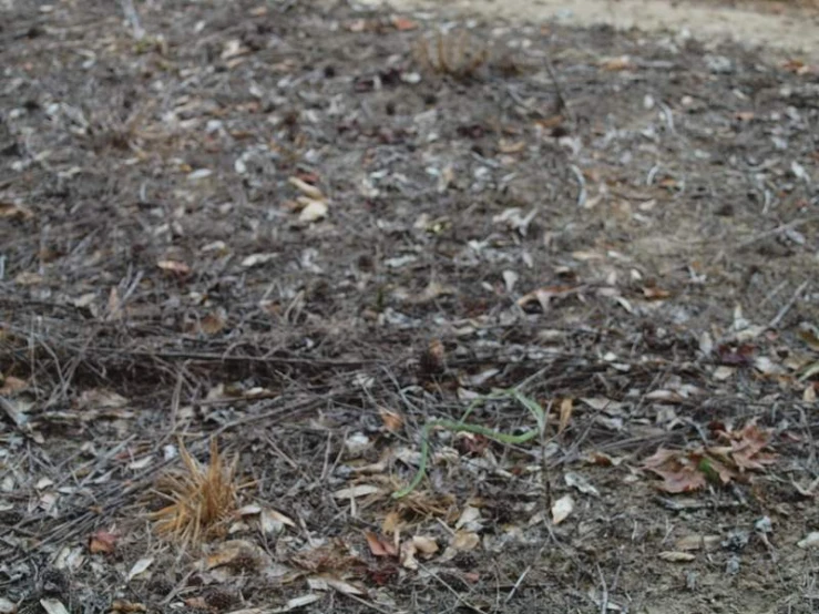 a black fire hydrant surrounded by brown leaves