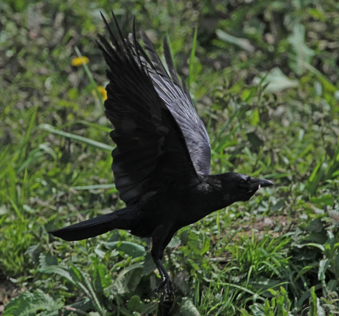 a black bird is flying above green grass