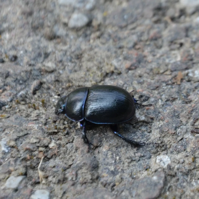 the beetle is laying on the ground outside