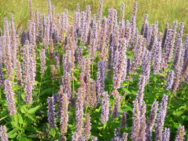 close up of flowers growing on the green grass