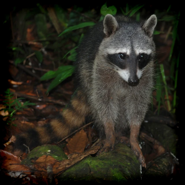 a rac standing in the middle of the forest