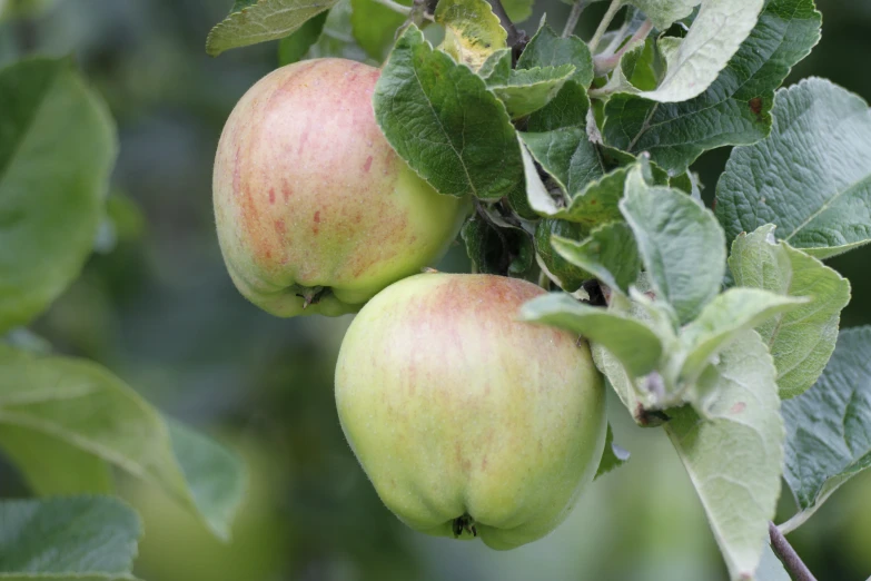 some apple trees with fruit growing in it