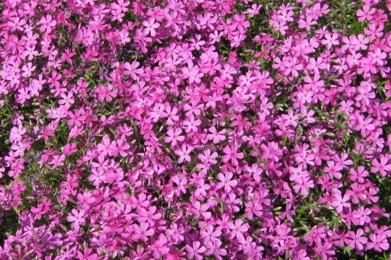 the flower in a large pile is almost ready to bloom