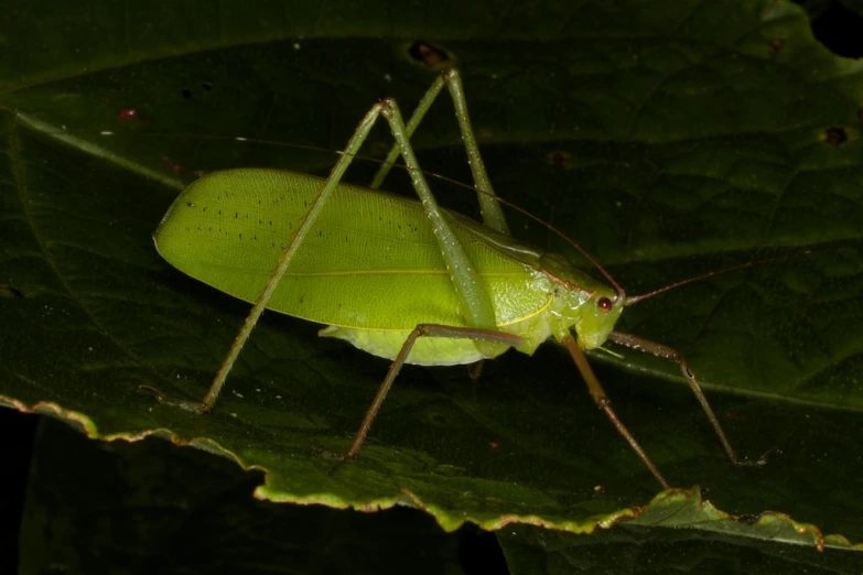 a green insect sits on top of a large leaf