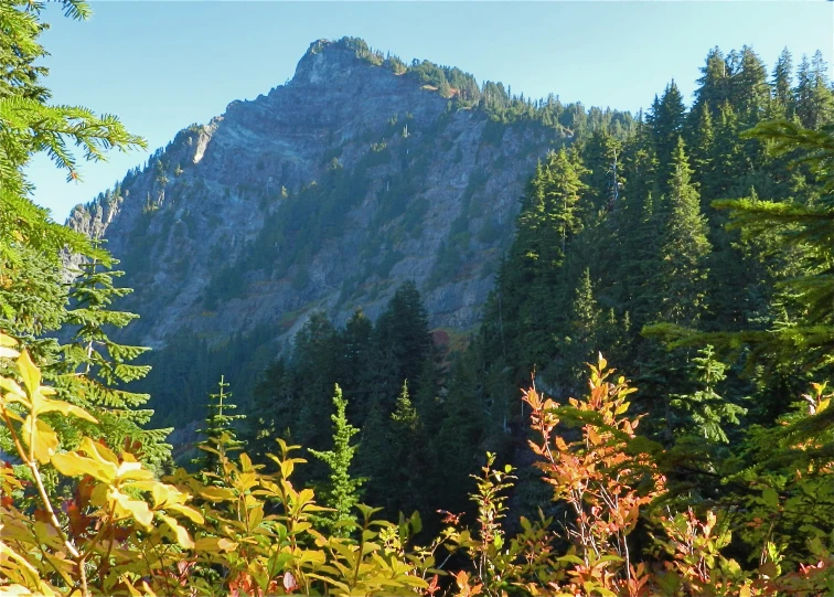 the forest with mountain in the background