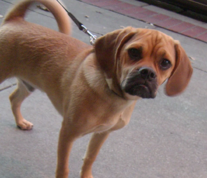 a close up of a dog with a leash on