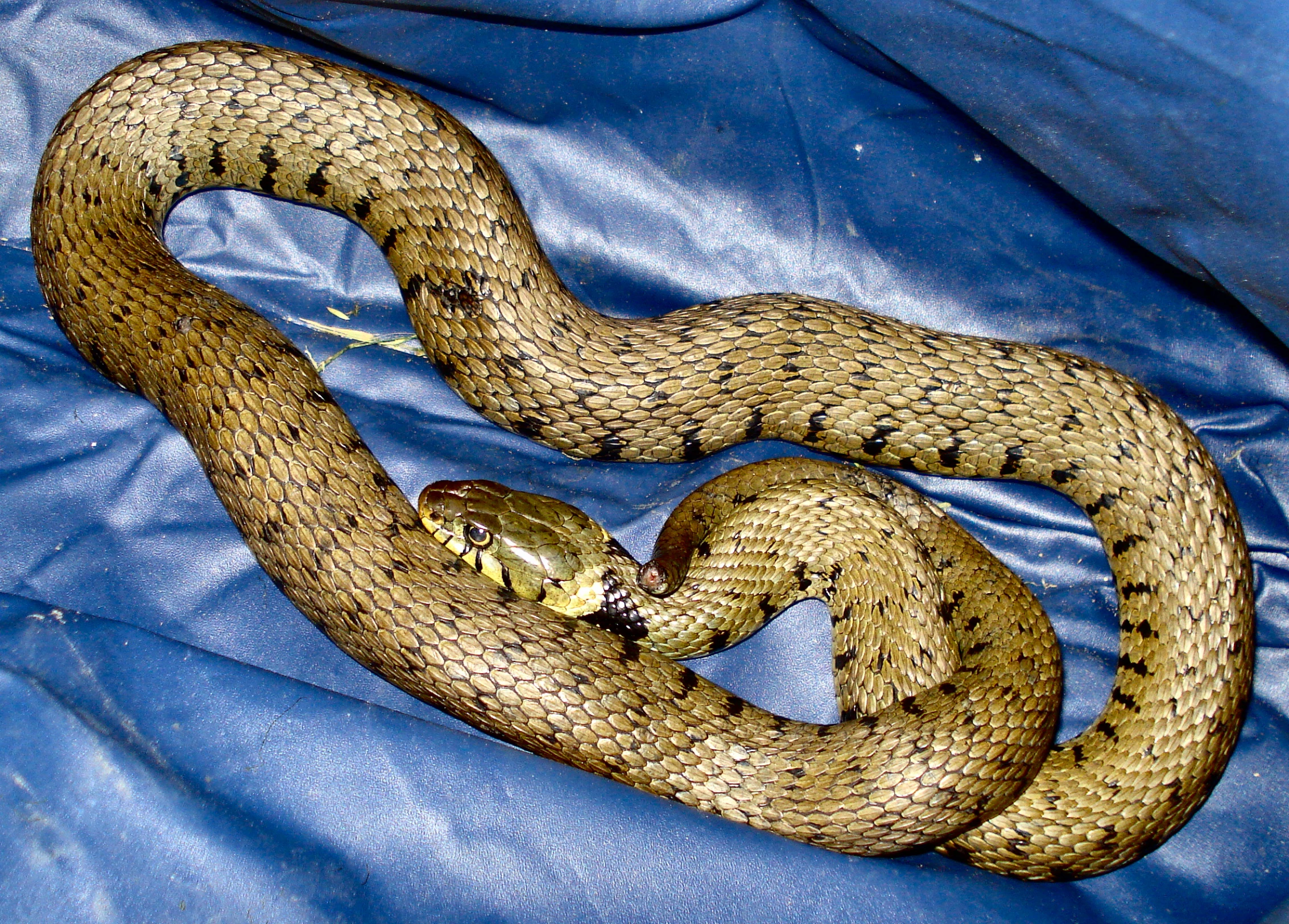 a large brown snake sitting on top of blue cloth