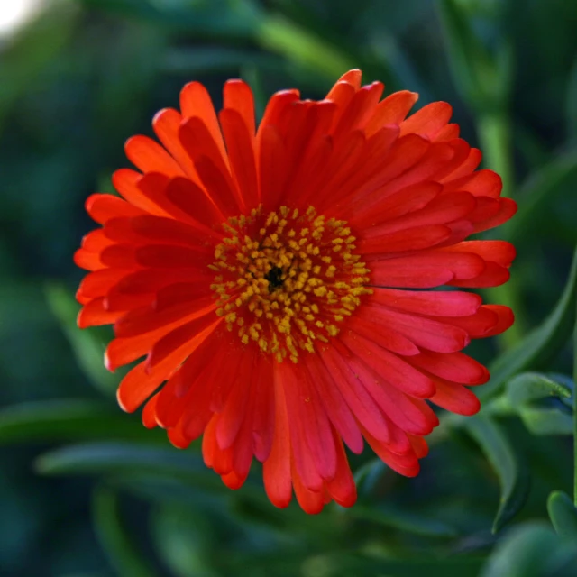 a bright red flower in the middle of the field