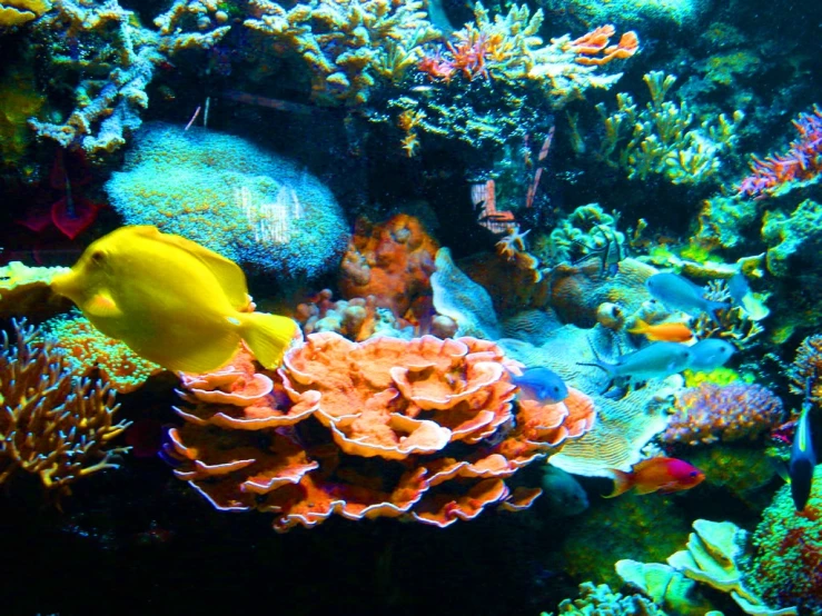 many corals and sea sponges and yellow fish