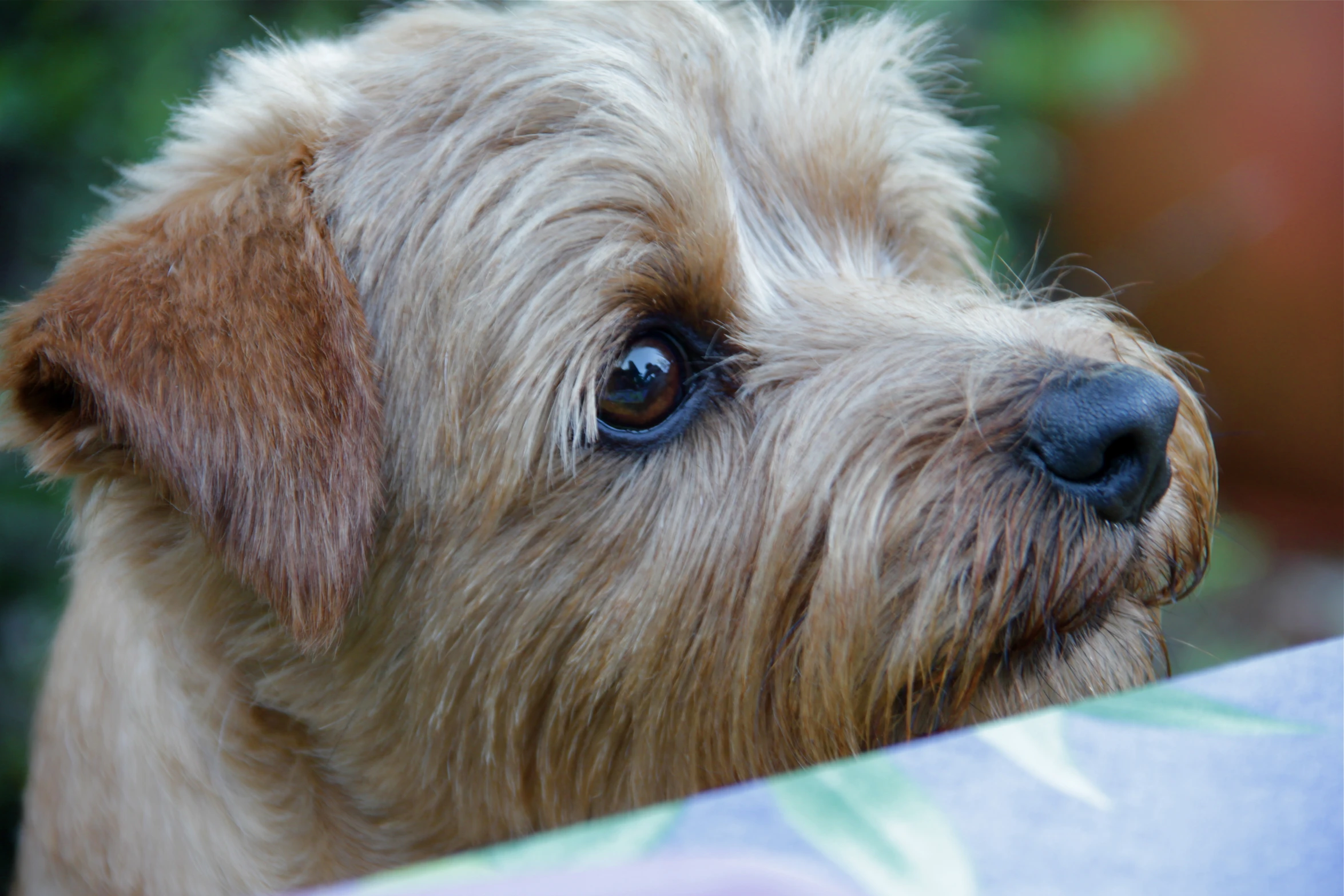 the dog has long, gy hair and has blue eyes