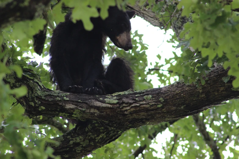 an adult and a juvenile bear are sitting in a tree