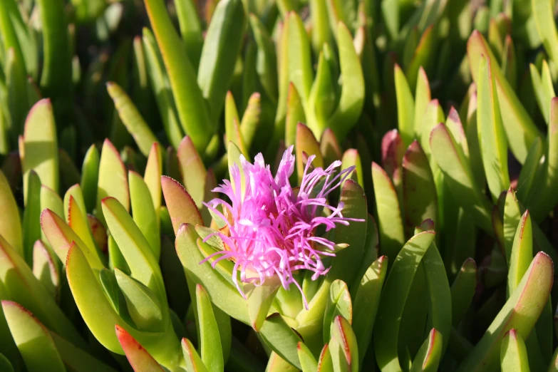 small pink flower blooming next to green shoots