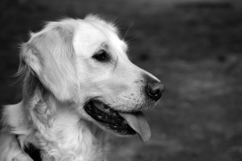 a large white dog with his tongue out