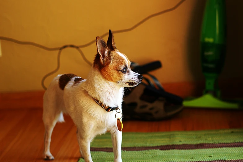 a small dog standing on top of a wooden floor