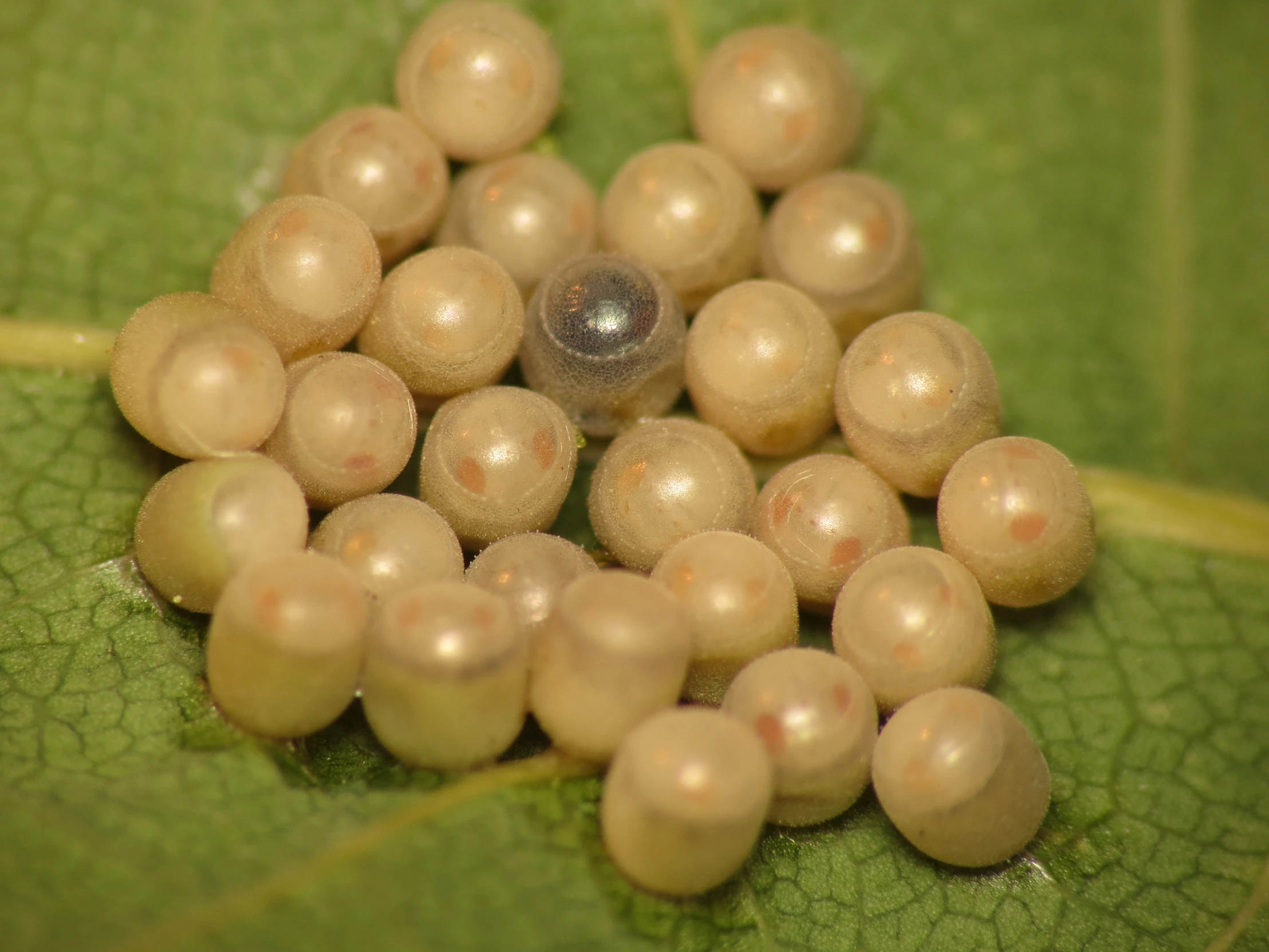 a collection of brown eggs sit on the leaf