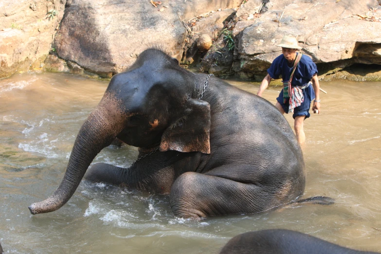 an elephant standing in some water and a man