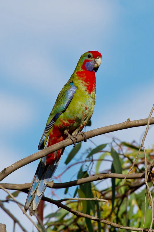 an orange green blue and yellow bird sits on the nch