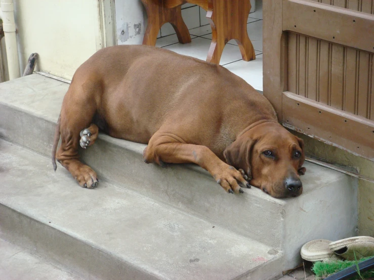 a brown dog sitting on top of a cement step