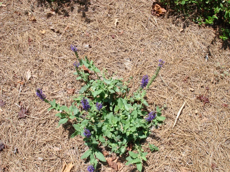 some blue flowers are on the dirt and some purple leaves