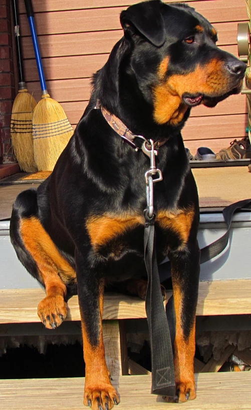 a dog sitting on top of a wooden bench