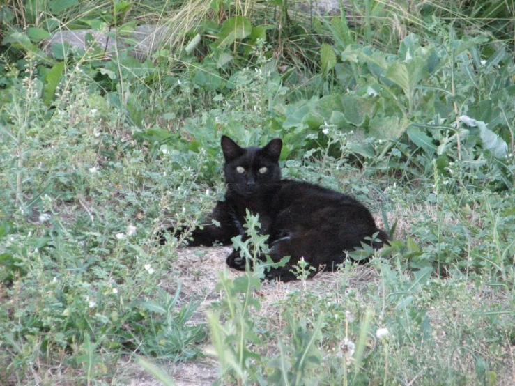 the black cat is laying in the grass near trees