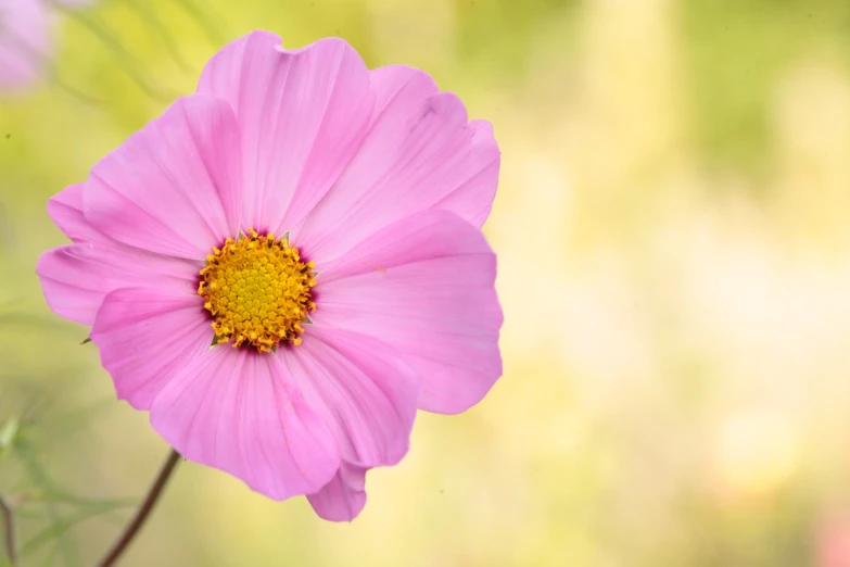 an image of a pink flower that is blooming