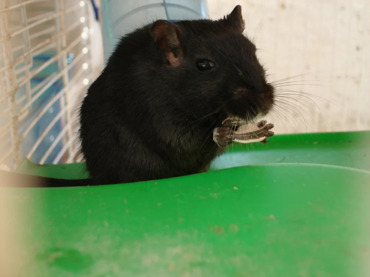 a small rat eating a piece of food