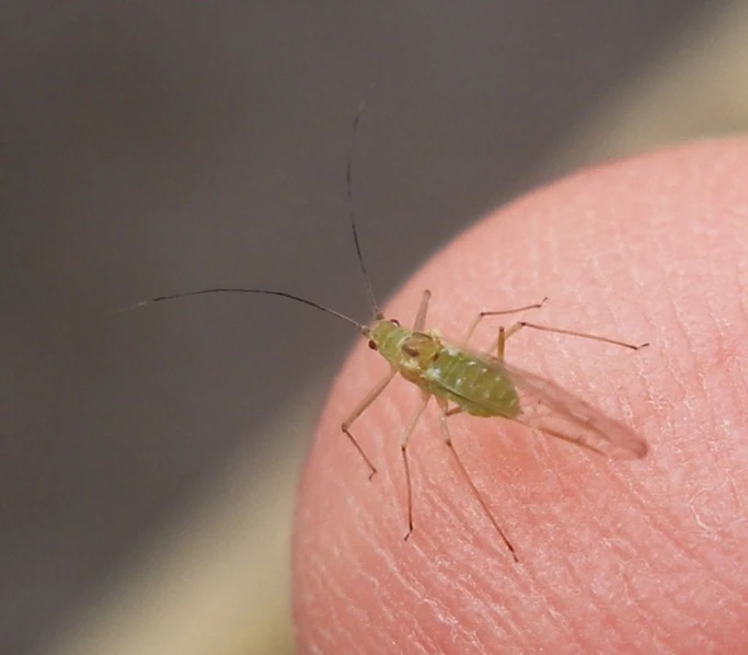 a bug sitting on a person's finger in the sunlight