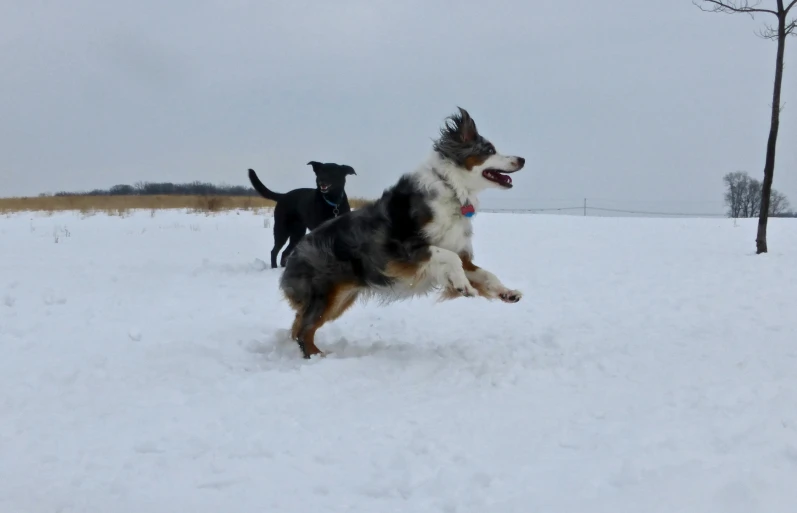 two dogs that are playing in the snow