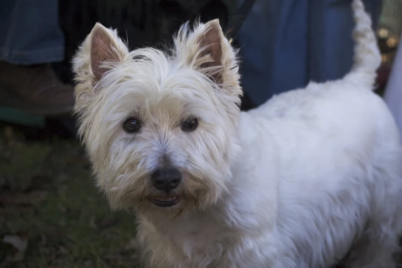 a dog stands in the grass near people