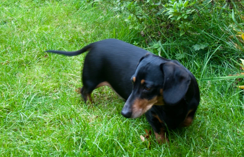 a small black and brown dog standing on top of grass