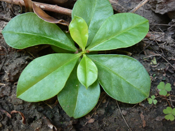 the green leaves are in an interesting circle